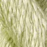 C-116- Aloe