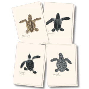 Sea Turtle Hatchling Assortment