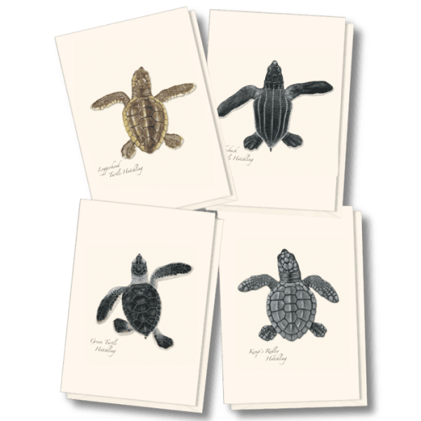 Sea Turtle Hatchling Assortment
