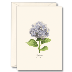 Hydrangea