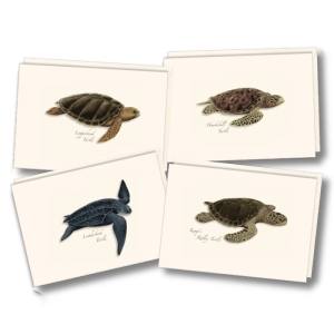 Sea Turtle Assortment