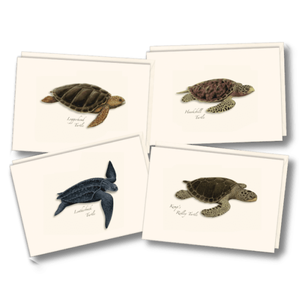 Sea Turtle Assortment