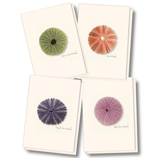 Sea Urchin Assortment
