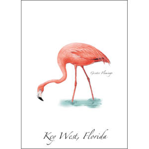 Greater Flamingo