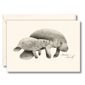 West Indian Manatee