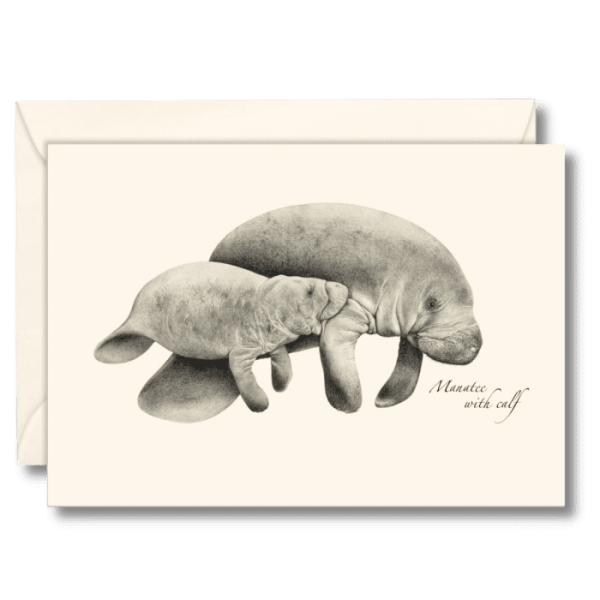 West Indian Manatee