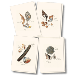 Seashell Assortment II