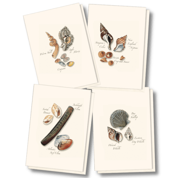 Seashell Assortment II