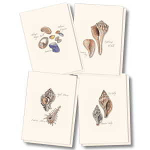 Seashell Assortment