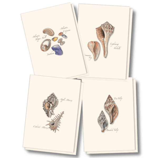 Seashell Assortment