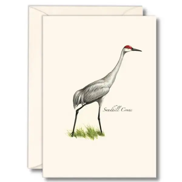 Sandhill Crane