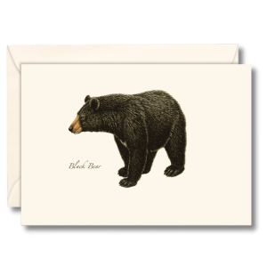Black Bear