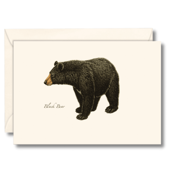 Black Bear