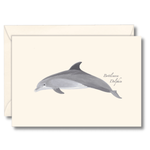 Bottlenose Dolphin