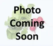 S1076-DARK RASPBERRY