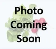 S1061-PALE FERN GREEN