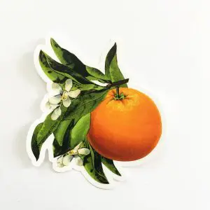 Vintage Orange Blossom Sticker