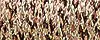 071 - Misty Gold-#4 Braid