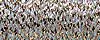 3202 - Cat's Eye-#4 Braid