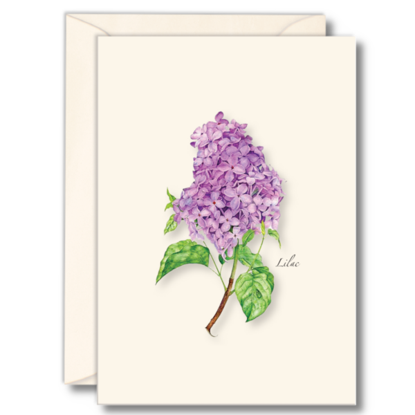 Lilac