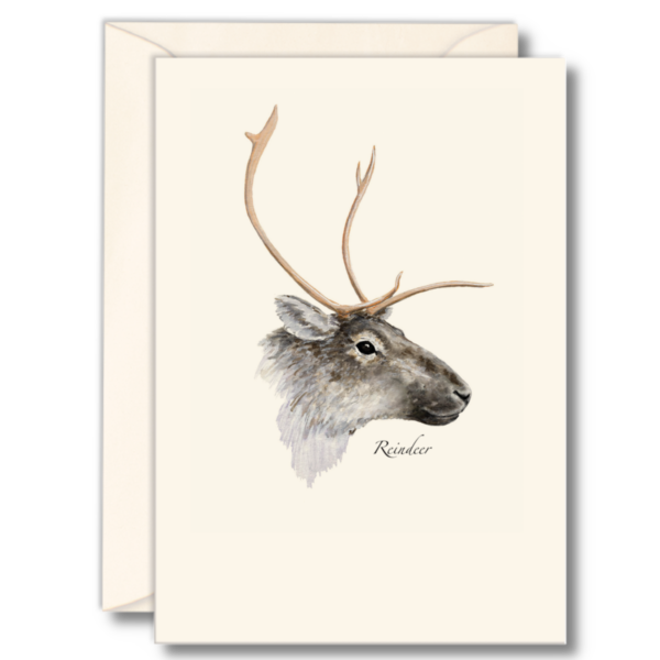 Reindeer