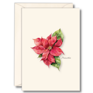 Poinsettia