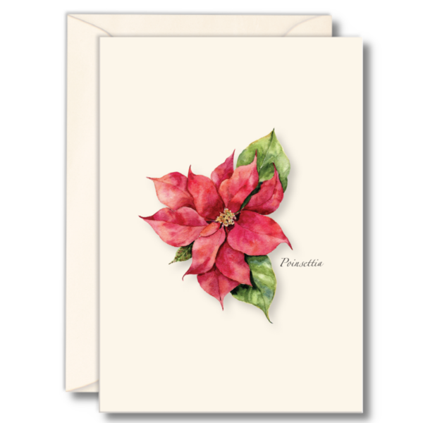 Poinsettia